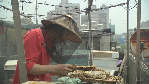 都市蜂潮 水泥叢林也能養蜂