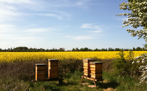 農藥大轟炸 現代農業迫蜜蜂走投無路