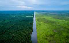 為了牛肉、巧克力和棕櫚油 2018年流失360萬公頃原始森林