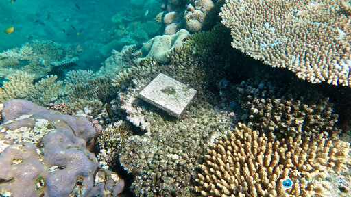 氣候變遷影響大堡礁韌性 研究：白化後新生珊瑚數量減89％