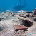 氣候變遷影響大堡礁韌性 研究：白化後新生珊瑚數量減89％
