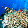 如果全球升溫2°C 科學家：下個世代可能就看不到珊瑚礁