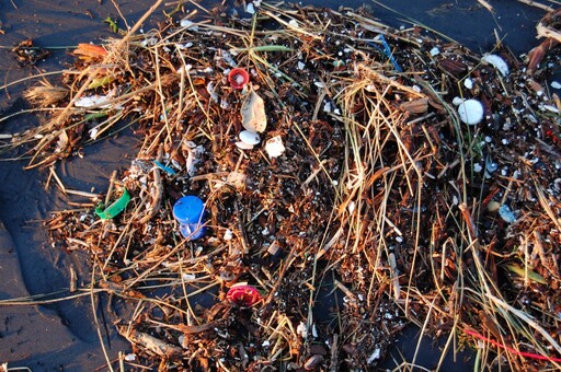 不只是海龜吸管插鼻 塑膠垃圾還會危害重要的造氧球藻