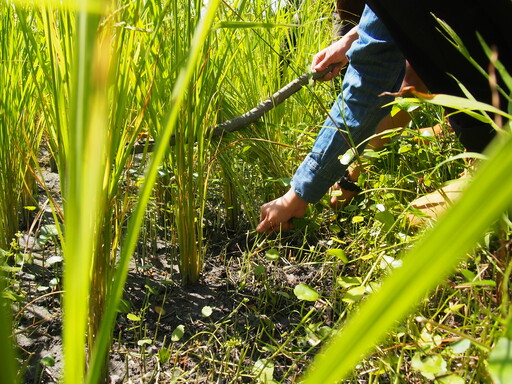 溪州友善農事體驗 Timberland「走出戶外，讓世界更美好」
