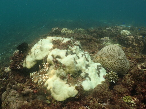 海洋暖化警訊 北台灣海域首次記錄到大規模珊瑚白化