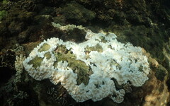 海洋暖化警訊 北台灣海域首次記錄到大規模珊瑚白化