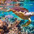 暑假出國注意 海洋野生動物活體、產製品輸出入 海保署公告審核要點