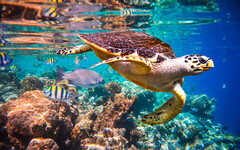暑假出國注意 海洋野生動物活體、產製品輸出入 海保署公告審核要點