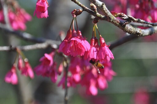 來自蓮華池的好滋味 「森林蜜」不只友善生態 更要透明公開