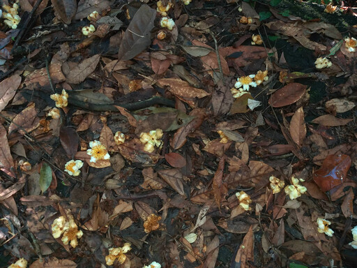 來自蓮華池的好滋味 「森林蜜」不只友善生態 更要透明公開