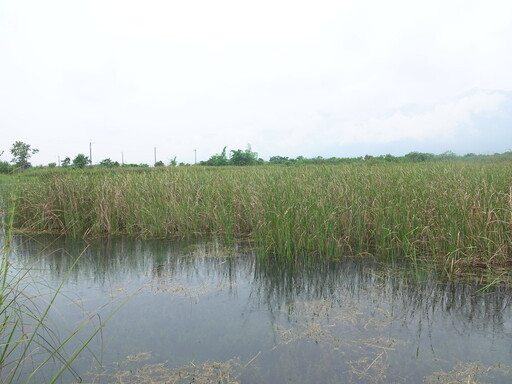 睽違40年 滅絕植物「赤箭莎」重現池上 亟待就地保育