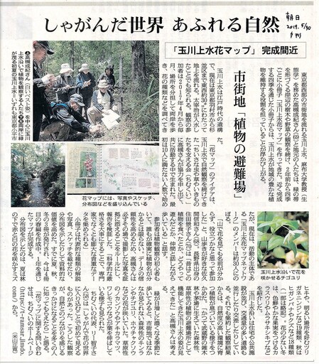 公民科學行動邁入第三年 東京都玉川上水「花地圖」二三事