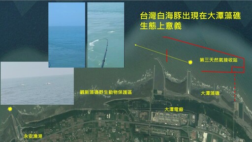拍到了!大潭藻礁出現白海豚 環團籲小英:矯正賴清德錯誤決策