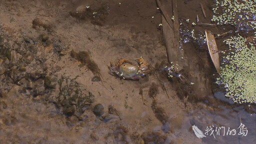 【我們的島】河川原來的樣子 發現南海溪蟹最北棲地