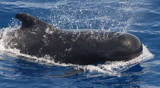 一條鯨魚抵幾千棵樹 緩解暖化天然神器 「護鯨就是固碳」