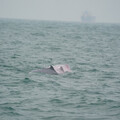 官方正式報告：台灣白海豚目擊紀錄降至50隻 仔豚夭折率高