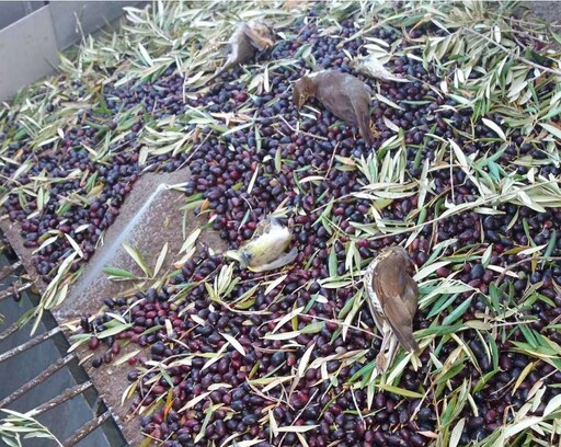 橄欖是葷的？地中海橄欖收割機 每年吸入數百萬隻鳥致死