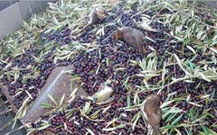 橄欖是葷的？地中海橄欖收割機 每年吸入數百萬隻鳥致死