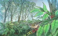 【生物多樣性的美好日常】喝一杯保護棲地和雨林的咖啡