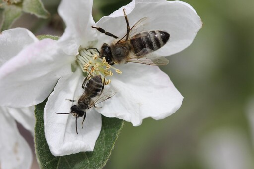 作物單一化：無法滿足授粉昆蟲食物需求 危及糧食安全
