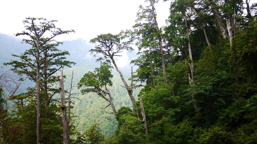 種樹抵減二氧化碳 專家：六個種滿樹的台灣才能打平國人一年碳排