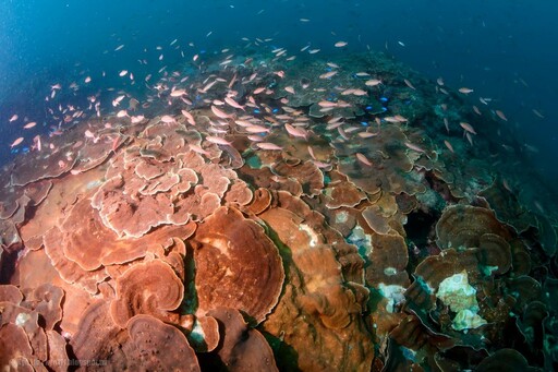 海保署回應聯合國「30×30」保育目標：朝海洋保護30%努力