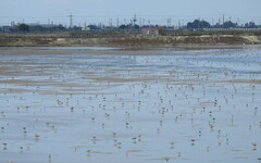 把水找回來 「虹吸管」現身布袋廢鹽田 復育濕地打造候鳥棲地