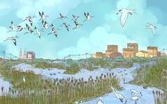 【生物多樣性的美好日常】港都舊鹽田 化身候鳥眷顧的濕地