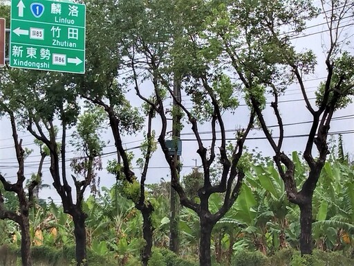 行道樹一修再修還是倒？ 「全國種樹諮詢中心」導正種樹亂象 屏鵝公路成首例