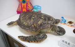 「海龜是很神奇的動物」：一名海龜獸醫的十年臨床觀察