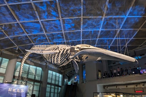 海生館展出長濱藍鯨完整標本 骨骼繩索勒痕喚起保育省思
