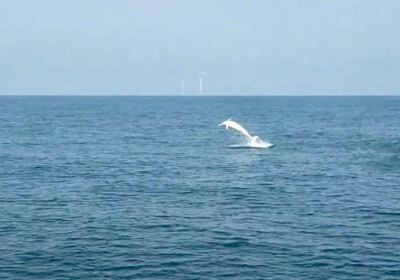 白海豚躍起同框苗栗外海風機 海保署攜手漁民增目擊紀錄