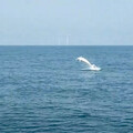 白海豚躍起同框苗栗外海風機 海保署攜手漁民增目擊紀錄
