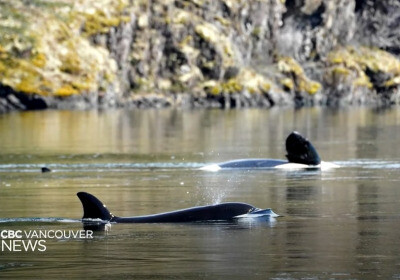 「我們都為牠加油」加拿大潟湖虎鯨寶寶受困三週 救援與時間賽跑