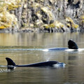 「我們都為牠加油」加拿大潟湖虎鯨寶寶受困三週 救援與時間賽跑