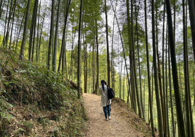 雲林首座森林療癒基地 石壁竹創森園區2024竹博覽會開展