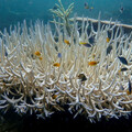 NOAA證實：全球第四次大規模珊瑚白化 過半數珊瑚礁陷危機