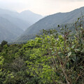 探訪台灣山茶故鄉 藤枝森林遊樂區深度體驗布農山林智慧
