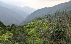 探訪台灣山茶故鄉 藤枝森林遊樂區深度體驗布農山林智慧