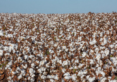 巴西第二大生態區淪「髒棉花」產地 NGO踢爆H&M、Zara是幫兇