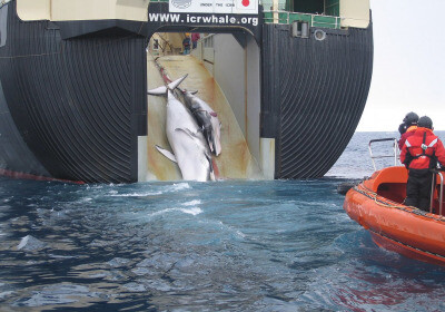 為大型捕鯨做準備？ 日本擬將長須鯨列入商業捕鯨