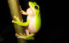 諸羅樹蛙遺傳調查 雲嘉、麻豆與永康三族群宜加強棲地保育