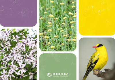 嚴選台灣春夏三色：苦楝粉紫、鼠麴草綠、黃鸝蕉黃 拼貼在地風土