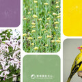 嚴選台灣春夏三色：苦楝粉紫、鼠麴草綠、黃鸝蕉黃 拼貼在地風土