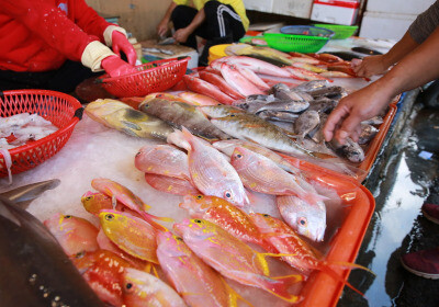 綠色和平40魚種漁港調查 銀雞魚、紅甘、白鯧體長「大縮水」