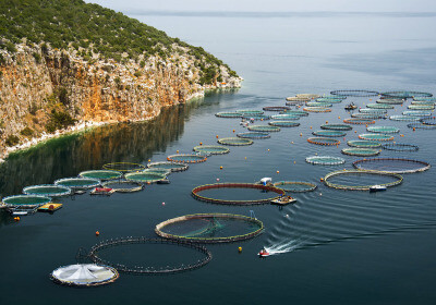 吃魚不用海底撈 聯合國：水產養殖首度超越野生捕撈