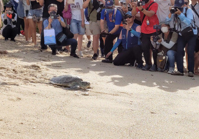 友善路燈、船舶減速 小琉球在地共同宣誓保護海龜