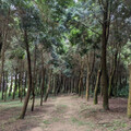 森林碳匯納國產材追蹤、竹林碳匯只見「砍竹」 環境部：補件再審