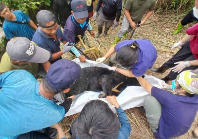 台東卑南首例黑熊救援通報 受困套索疑熱衰竭死亡