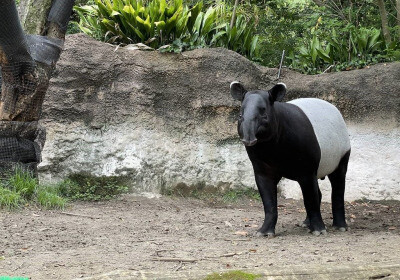 從動物園到休閒農場 展演動物的福利、管理及運輸難題